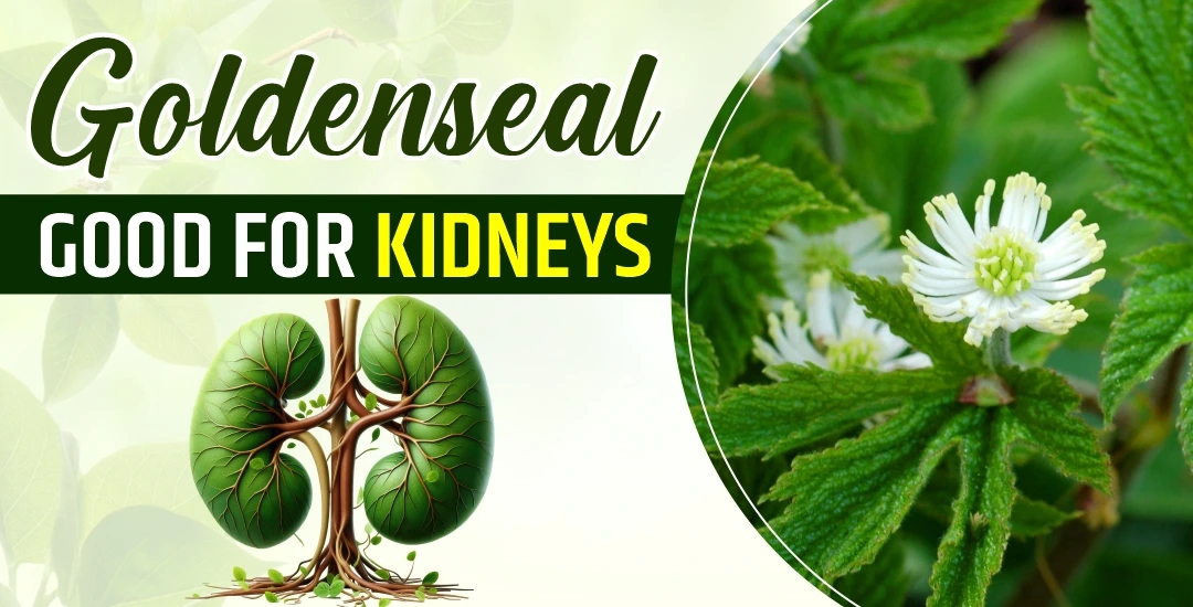 Is Goldenseal Good for Kidneys?